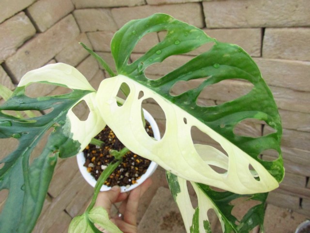 マドカズラ 斑入り 画像１は親木参考 | 希少植物の販売 アグラオネマ 