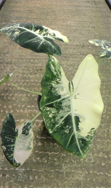 アロカシア・グリーンベルベット 斑入り 4寸ポット苗 | 希少植物の販売