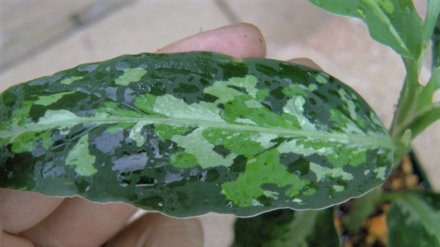 Aglaonema pictum tricolor シボルガ産の小型トリカラー | 希少植物の ...