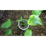 アロカシア・ククラータ ムーンランディング ≪価格は応相談です