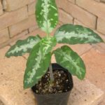 ◆RGL◆ 中株 4色マルチ アチェ産 ワイルド増殖株 アグラオネマ ピクタム Aglaonema pictum tricolor 西スマトラ産のワイルド個体 | 希少植物の