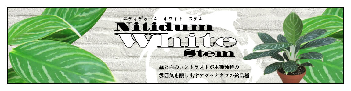 Nitidum White Stem