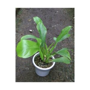 Philodendron12