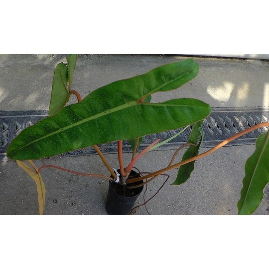 Philodendron2