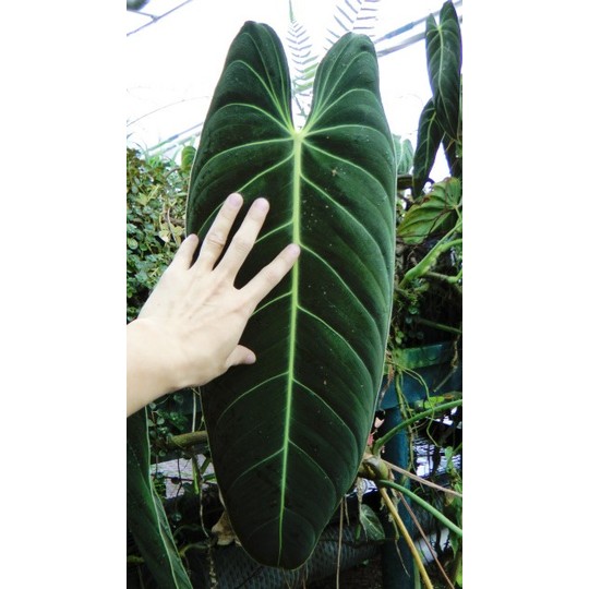 Philodendron22
