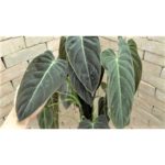 Philodendron222-150x150.jpg