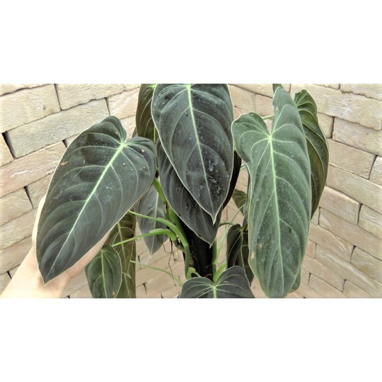 Philodendron222
