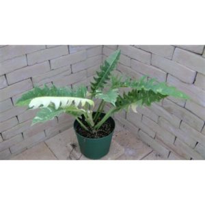 Philodendron6zv