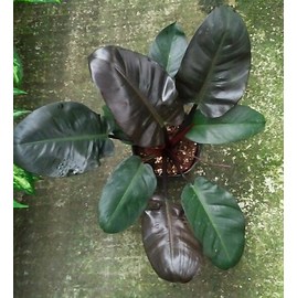 Philodendron8