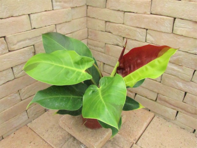 PhilodendronYellowv