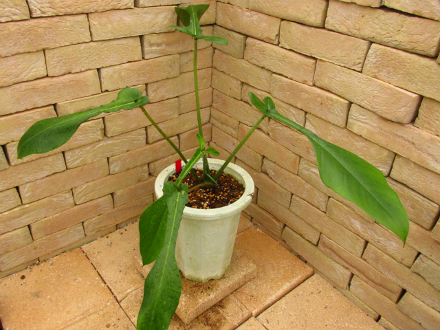 Philodendronmoomoo