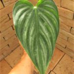 Philodendronpss-150x150.jpg