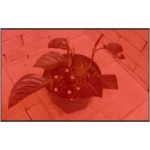 アグラオネマ アチェ産ロツンダム 現地輸入品 | 希少植物の販売