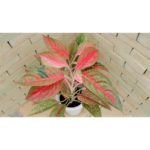 agcom-red-150x150.jpg