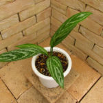 Aglaonema lillian (アグラオネマ・リリアン) 映画レオンラストに登場