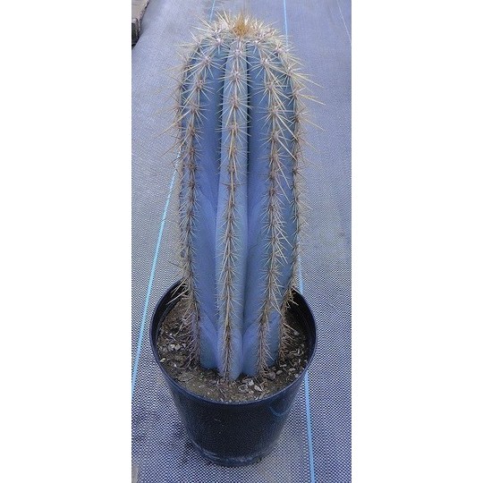 bluecactus