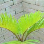 いとちゃん 黄金ソテツ 大株 ソテツ 蘇鉄 黄金蘇鉄 サボテン