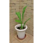 ディフェンバキア・Sp 鱗葉 | 希少植物の販売 アグラオネマ専門販売店