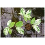 ficus-150x150.jpg