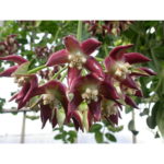 超レア 希少種 大花ホヤ インペリアリス パラワン ホワイト　 特大苗 超レア 希少種 大花ホヤ インペリアリス パラワン ホワイト 特大苗