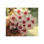 専用購入　　ホヤ　マダラ がまかつ タチウオテンヤ MS ML-180 21316 - 釣具のポイント 【公式