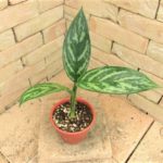 min_curtisiimin-cvxnew66zz-