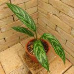 Aglaonema nitidum Curtisii 本種のパターン違い レオンの劇中鉢植え風に | 希少植物の販売 アグラオネマ専門販売店 『 アグラオネマ本舗』