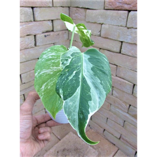 モンステラ・ボルシギアナ種 超貴重な安定白斑 | 希少植物の販売 