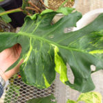 実生 モンステラ 奇形 変異個体7号 モンステラデリシオーサ羅紗葉変異株 - 私のモンステラ 実生