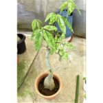 カエル様専用 パキラ ホワイトスター 接ぎ木 観葉植物