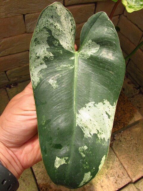 フィロデンドロン イルセマニー極麗斑 最上級斑個体 (Philodendron 