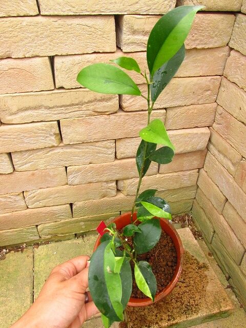 ガジュマル 接ぎ無しオリジナル斑入り Ficus malacocarpa variegata