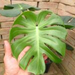 モンステラ デリシオーサ 福助(Monstera deliciosa 