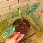 アグラオネマ　サムレモ IMG_8438-150x150.jpg