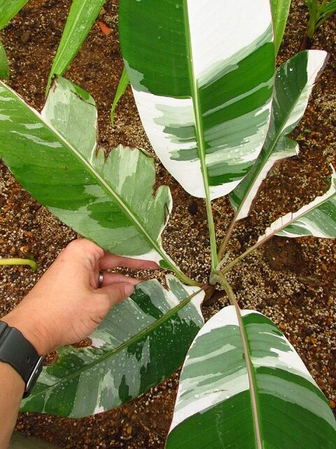 極斑！ Musa aeae ムサ アエアエ 斑入りバナナ - 植物/観葉植物