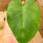 モンステラ デリシオーサ 安定ミント 貴重な1株(Monstera deliciosa