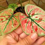 カラジウム ストロベリースター Caladium Strawberry Star | 希少植物の販売 アグラオネマ専門販売店 『アグラオネマ本舗』