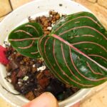 アグラオネマ アチェ産ロツンダム 現地輸入品 | 希少植物の販売