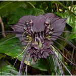 タッカ シャントリエリ/Tacca chantrieri【緑/黒】 x646279920.1-150x150.jpg