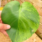 モンステラ デリシオーサ ミント選抜斑 (Monstera deliciosa Mint