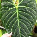 アンスリウム レガレ グイルディンギー セット アンスリウム：レガレ 3