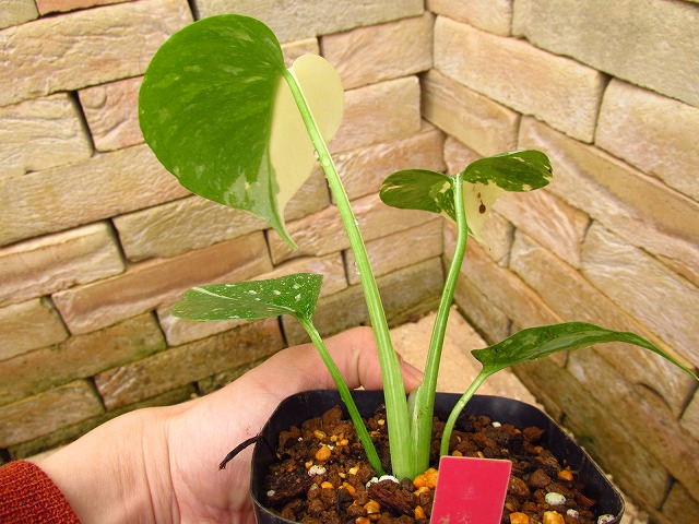 モンステラ デリシオーサ イエローモンスター 選抜 (Monstera 