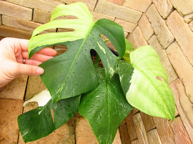 モンステラ ボルシギアナ セブブルーミント 最高個体(Monstera ...