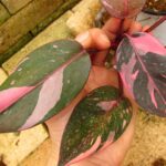 フィロデンドロン ピンクプリンセス 美麗斑('Philodendron pink