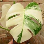 モンステラ デリシオーサ スーパーホワイト本物(Monstera deliciosa