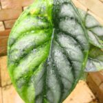 アロカシア シルバードラゴン 極上黄斑入り(Alocasia Silver dragon