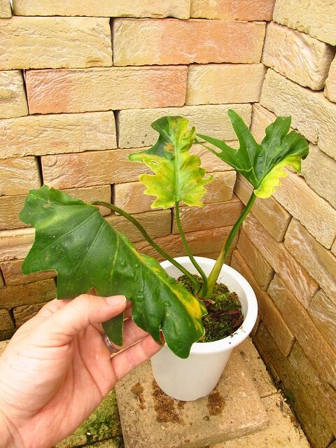 フィロデンドロン セローム稀少斑入り(Philodendron selloum variegata 