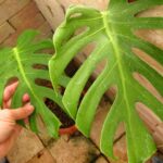 モンステラ デリシオーサ 選抜細葉レアタイプ(Monstera deliciosa var
