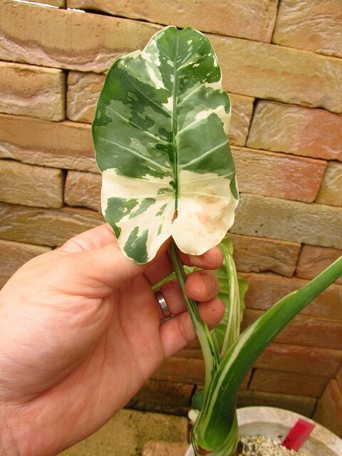 アロカシア オドラ 斑入り(Alocasia odora variegata) | 希少植物の ...