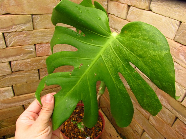 モンステラ デリシオーサ ミント斑(Monstera deliciosa Mint variegata 